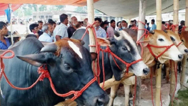 ভাগে কোরবানি দেয়ার সঠিক নিয়ম