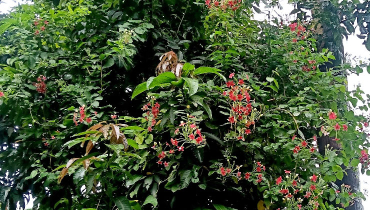মাধবীলতার সৌরভে স্নিগ্ধ গ্রামবাংলা
