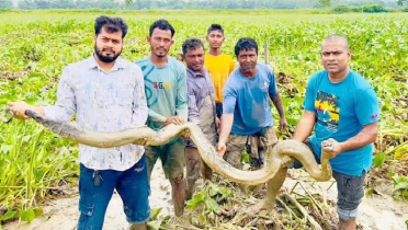 ধানক্ষেত থেকে বিশাল অজগর উদ্ধার ধানক্ষেত থেকে বিশাল অজগর উদ্ধার