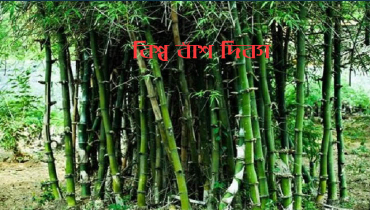বিশ্ব বাঁশ দিবস আজ বিশ্ব বাঁশ দিবস আজ