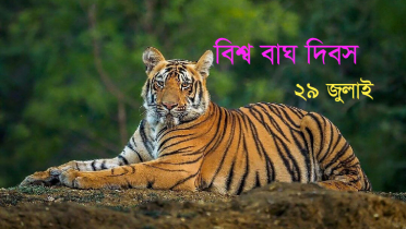 আজ বিশ্ব বাঘ দিবস 