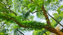 পরজীবী উদ্ভিদ পরজীবী উদ্ভিদ