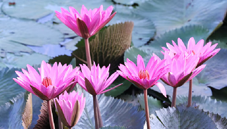 গোলাপি রঙের শাপলা