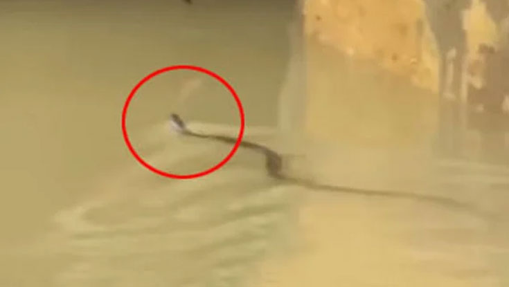 চট্টগ্রামে সাপের কামড়ে আহত অন্তত ৭৫ জন