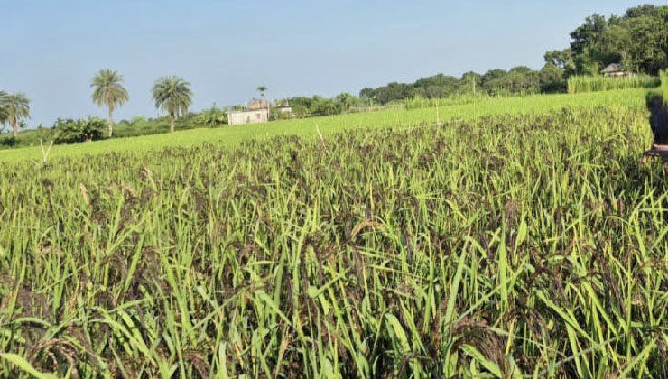 রাজশাহীতে ব্ল্যাক রাইস চাষে কৃষিতে নতুন সম্ভাবনা