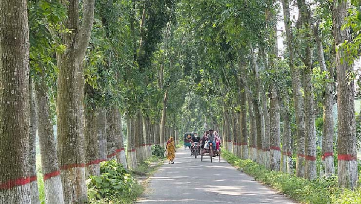 সবুজ চাদরে মোড়া পথ