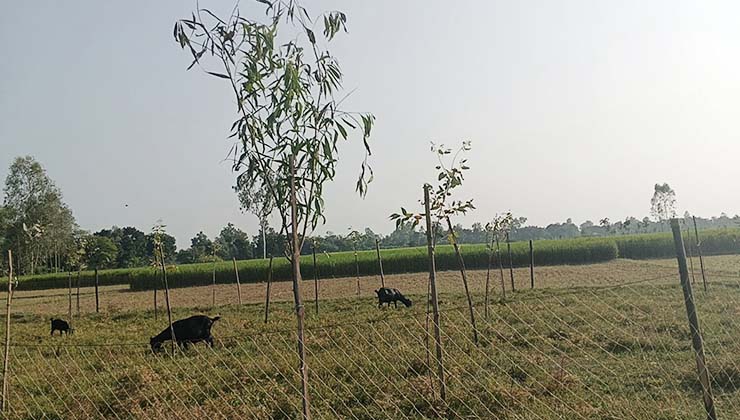 আবাদি জামিতে ইউক্যালিপটাস গাছ রোপণ, আশেপাশে বিপর্যয়ের শঙ্কা