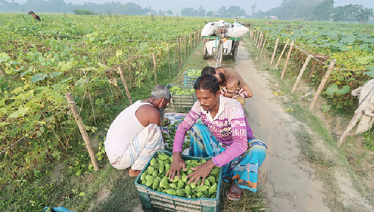 খেত থেকেই বিক্রি হচ্ছে সবজি