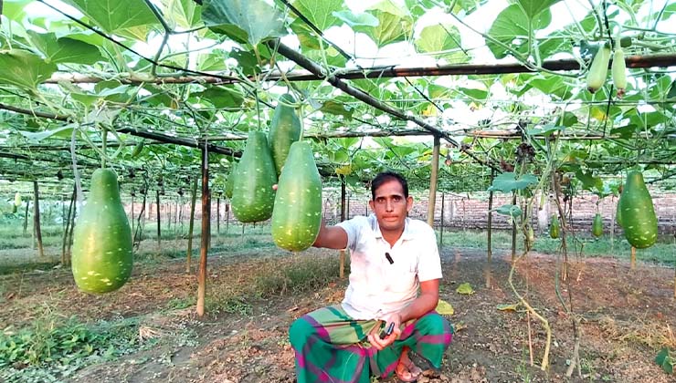 মাচায় লাউ চাষে সফল কালীগঞ্জের কৃষকরা