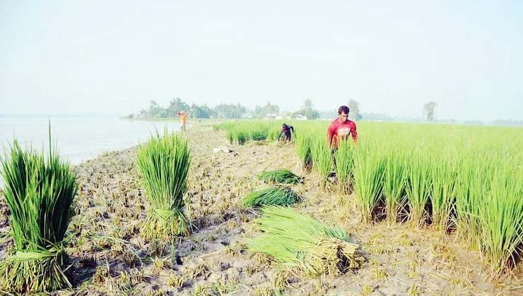 তিস্তার ভাঙনে অপরিপক্ব ধান কেটে খাওয়ানো হচ্ছে গরুকে