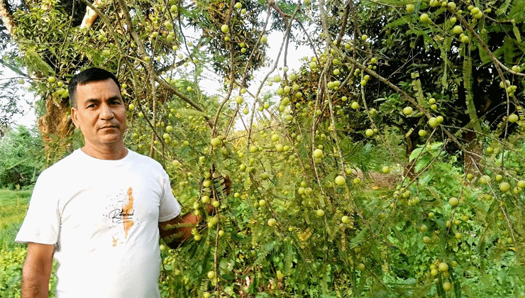 আমলকী বাণিজ্যিকভাবে চাষে নতুন সম্ভাবনা