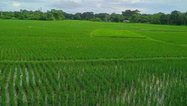 মাঠজুড়ে আমনের সবুজ ঢেউ, ফলনের আশায় কৃষক