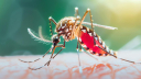 ডেঙ্গুতে আরও ১ জনের মৃত্যু