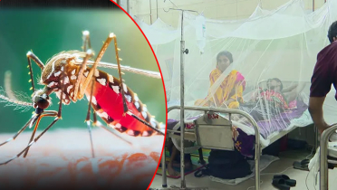ডেঙ্গুতে মৃত্যু ৭, রেকর্ড ভর্তি ২২৪৯ ডেঙ্গুতে মৃত্যু ৭, রেকর্ড ভর্তি ২২৪৯