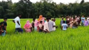 ধানক্ষেতে নারীর মরদেহ উদ্ধার ধানক্ষেতে নারীর মরদেহ উদ্ধার