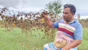 পানিতে তলিয়ে গেল চরের সবজি, পুঁজি হারানোর শঙ্কায় কৃষক পানিতে তলিয়ে গেল চরের সবজি, পুঁজি হারানোর শঙ্কায় কৃষক