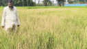 বিরোধের জেরে জমির ধান নষ্ট, ক্ষতি ২ লাখ টাকা