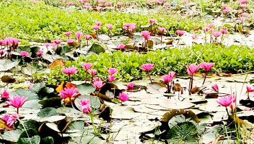 কালীগঞ্জের ভাটিরা বিলে রক্তকমলের অপরূপ সৌন্দর্য