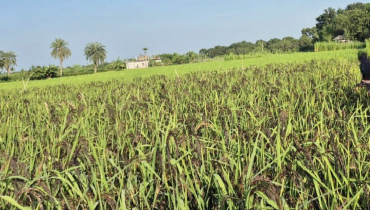 রাজশাহীতে ব্ল্যাক রাইস চাষে কৃষিতে নতুন সম্ভাবনা