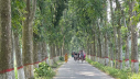 সবুজ চাদরে মোড়া পথ সবুজ চাদরে মোড়া পথ