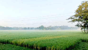 শিশিরে ভেজা হেমন্তের সকাল যেন শীতের আগমনী বার্তা শিশিরে ভেজা হেমন্তের সকাল যেন শীতের আগমনী বার্তা