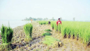 তিস্তার ভাঙনে অপরিপক্ব ধান কেটে খাওয়ানো হচ্ছে গরুকে তিস্তার ভাঙনে অপরিপক্ব ধান কেটে খাওয়ানো হচ্ছে গরুকে