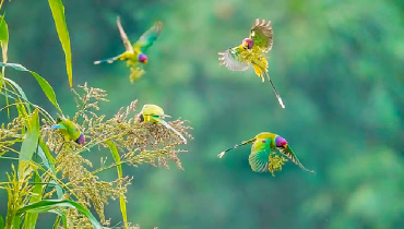 টিয়া পাখির খাবার সন্ধান