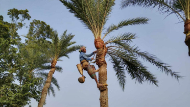 শীতের আগমনে খেজুরের রস সংগ্রহের প্রস্তুতি