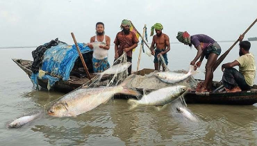 কাল থেকে ২২ দিন ইলিশ ধরা বন্ধ কাল থেকে ২২ দিন ইলিশ ধরা বন্ধ