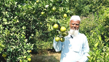 মিশ্র ফলের বাগানে মাল্টা চাষে সোনালী সম্ভাবনা মিশ্র ফলের বাগানে মাল্টা চাষে সোনালী সম্ভাবনা