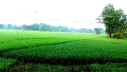 জলবায়ু পরিবর্তনের প্রভাবে শরতেও বাড়ছে খরতাপ জলবায়ু পরিবর্তনের প্রভাবে শরতেও বাড়ছে খরতাপ