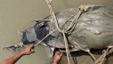 ১ লাখ ৩৫ হাজারে বিক্রি হলো ৯০ কেজির বাঘাইড় ১ লাখ ৩৫ হাজারে বিক্রি হলো ৯০ কেজির বাঘাইড়