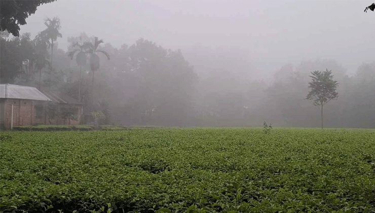 তাপমাত্রা নামলো ১৬ ডিগ্রিতে 